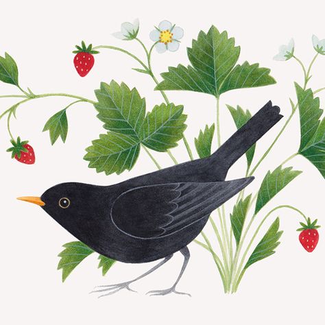 Laura Middleton Art Blackbird Illustration, Strawberries Illustration, Kingfisher Illustration, Blackbird Art, Natural History Illustration, Kingfisher Painting, Illustration Art Prints, History Illustration, Bradford On Avon