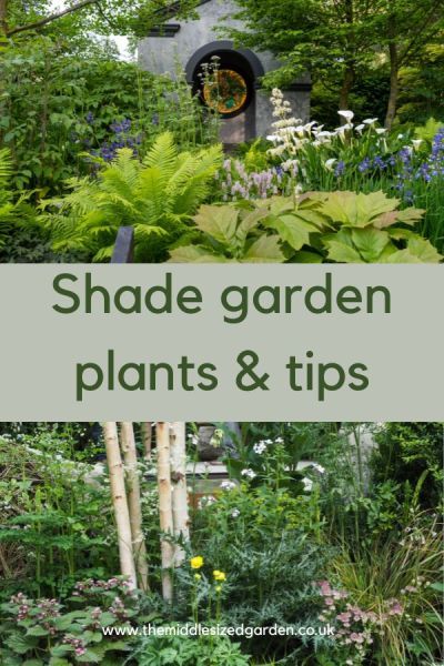 Shady garden tips and ideas #middlesizedgarden Shaded Courtyard Garden Ideas, Shady Garden Ideas Uk, Shady Border Plants Uk, Shady Gardens, Garden Ideas Uk, Short Trees, Garden Improvement, Shady Garden, Shade Gardening