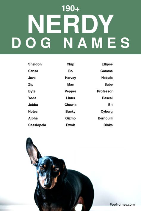 nerdy dog names List Of Dog Names, Boy Puppy Names, Dogs Names List, Girls Pick, Names Starting With S, Sporty Dog, Perros Golden Retriever, Grumpy Dog, Boy Dog Names