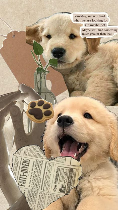 Dog Wallpaper Golden Retrievers, Aesthetic Golden Retriever Wallpaper, Cute Wallpapers Aesthetic Dog, Golden Retriever Cute Wallpaper, Funny Puppy Wallpaper, Golden Retriever Wallpaper Aesthetic, Doggies Aesthetic, Dog Lockscreen Aesthetic, Cute Puppy Wallpaper Iphone