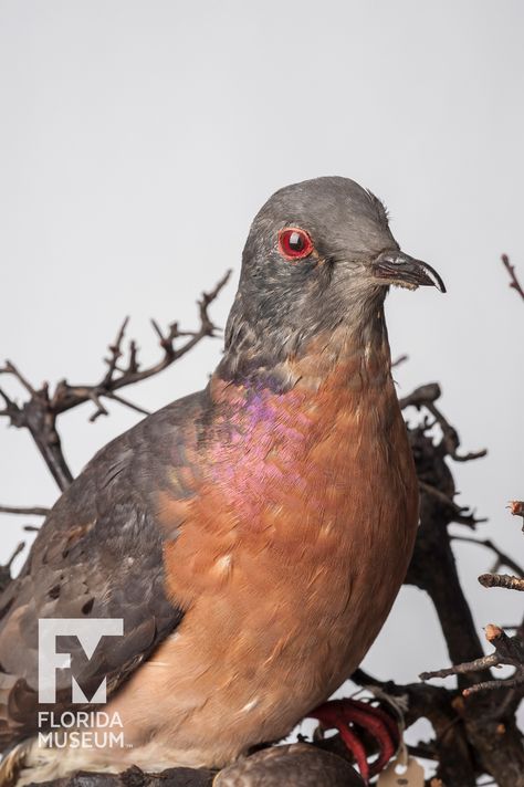 Passenger Pigeon (Ectopistes migratorius) Passenger Pigeon, Extinct Birds, Akashic Records, Extinct Animals, Pigeon, Basil, Animal Art, 19th Century, Passenger