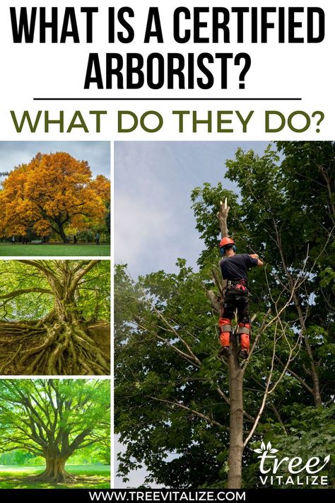 What is a Certified Arborist? What do They Do? Tree Arborist, Tree Service, Garden Girls, Tree Care, Permaculture, 2024 Vision, Ecology, Vision Board, Career