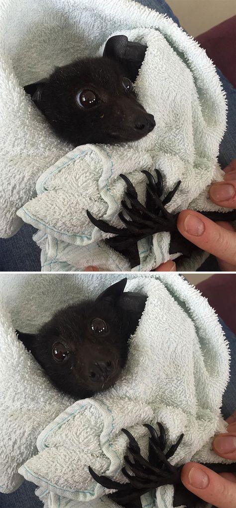 Bat Cute, Cute Bats, Bat Dog, Bat Animal, Fruit Bat, Baby Bats, Cute Bat, Little Critter, Mötley Crüe