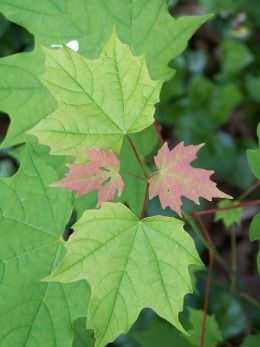 How to Grow Big-Leaf Maple Trees From Cuttings Tree Propagation, Tree Reference, Tree Grafting, Acreage Landscaping, Garden Notes, Hoh Rainforest, Growing Trees, Future Garden, Maple Trees