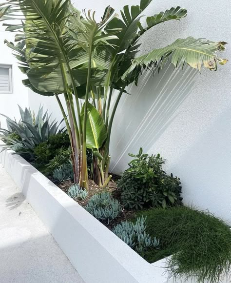 Tropical Garden Design, Instagram Landscape, Pool Landscape Design, Landscape Designer, Coastal Gardens, Backyard Pool Landscaping, Patio Garden Design, Outdoor Gardens Design, Home Landscaping