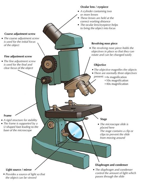 Part Of A Microscope, Parts And Function Of Microscope, Microscope Drawing With Parts, Parts Of Microscope And Its Function, Microscope Label, Compound Microscope Drawing With Label, Microscope Drawing With Label, Microscope Parts And Functions, Microscope Sketch