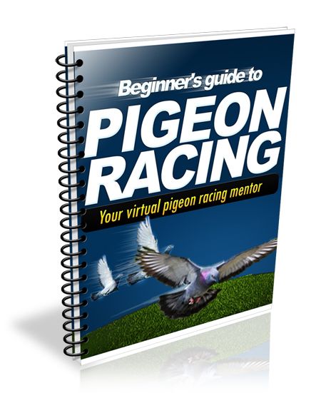 Free Beginners Handbook To Pigeon Racing Pigeon Loft Design Racing, Racing Pigeon Lofts, Pigeon Loft Design, Pigeon Racing, Flies Outside, Tiny Loft, Homing Pigeons, Pigeon Loft, Flight Feathers