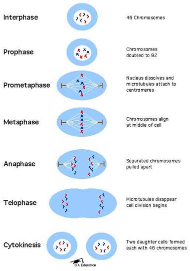 Diagram of all the stages taking place during mitosis Mitosis Worksheet, Stages Of Mitosis, Teas Test, Biology Revision, Biology Classroom, Cell Cycle, Nursing School Survival, Ap Biology, Cell Division