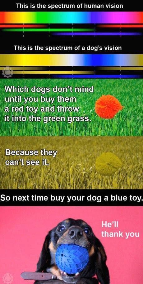 Keep in mind dog color vision (dogs are not colorblind, but they see fewer colors than humans) Animal Awareness, Dream Puppy, Silly Goober, Try Everything, Dog Facts, Blue Ball, Dog Info, Color Spectrum, Pet Hacks