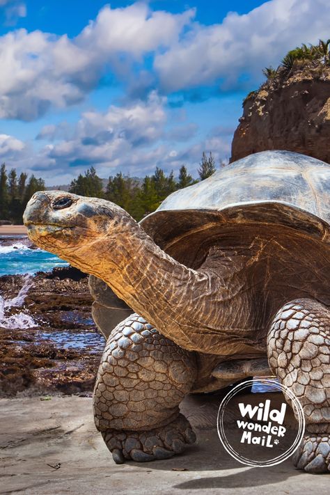 Wild Wonder Mail letter image featuring a Galapagos tortoise, emphasizing its importance in conservation efforts and the ecosystem of the Galapagos Islands. Creativity Prompts, Wild Wonder, Creative Prompts, Galapagos Tortoise, Wildlife Protection, Nature Education, More Adventures, Invasive Species, Galapagos Islands