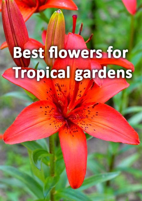 13 Flowers for a Tropical Garden in cooler climates - BUCKINGHAMSHIRE LANDSCAPE GARDENERS Tropical Plants For Full Sun, Florida Tropical Landscaping Ideas, Tropical Landscaping Around Pool, Small Tropical Backyard, Tropical Plants Outdoor, Tropical Backyard Ideas, Tropical Flowering Plants, Tropical Looking Plants, Tropical Flower Garden