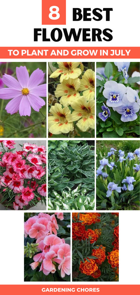 8 Flower To Plant And Grow In July Flowers To Plant In July, What To Plant In July, Summer Blooming Flowers, Flowers To Plant, July Flowers, Stunning Flowers, Planting Guide, Succession Planting, Zone 9