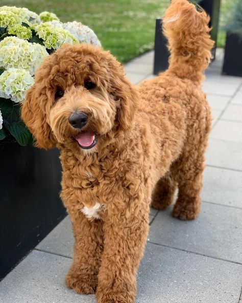 Australian Cobberdog Mini, Cute Golden Doodle Haircuts, Light Brown Goldendoodle, Goldendoodle Wallpaper Iphone, Goldendoodle Curly Hair, Toy Cavoodle Full Grown, Long Haired Golden Doodle, Wavy Doodle Haircuts, Curly Labradoodle Haircut