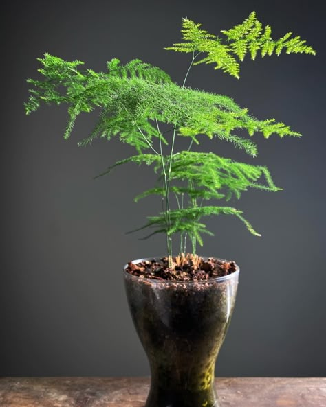 Asparagus Fern Container Ideas, Asparagus Fern Indoors, Asparagus Fern Care, Fern Varieties, Anthurium Care, Fern House, Fern Plants, Indoor Planting, Ferns Care