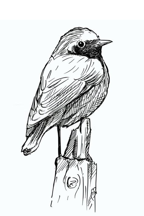 Draw A Bird Easy, Drawing A Bird, Draw A Bird, Cool Drawing, Bird Sketch, Pencil Shading, Pen Sketch, Sketch Inspiration, Hand Sketch