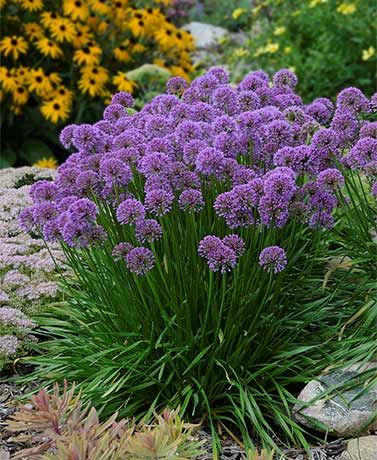 Millenium Allium Garden Shrubs, Organic Gardening Tips, Garden Care, Gardening For Beginners, Perennial Plants, Shade Garden, Urban Garden, Herb Garden, Yard Landscaping