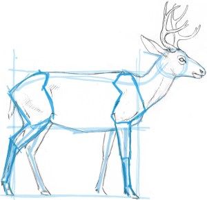 How to Draw a Deer: blocking in the basic shape - John Muir Laws How To Draw Deer Legs, Deer Body Reference, Deer Legs Reference, Garden Ornaments Ideas, Deer Drawing Easy, Deer Profile, Antlers Drawing, Draw A Deer, John Muir Laws