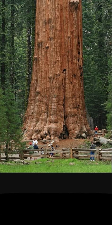 Spiritual Architecture, General Sherman Tree, Sequoiadendron Giganteum, General Sherman, Giant Sequoia Trees, Giant Sequoia, Weird Trees, Sequoia Tree, Giant Tree