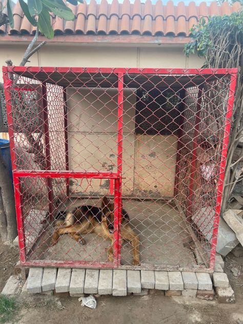 Iron cage with metal mesh Dog Cage, Dog Cages, Metal Mesh, Outdoor Garden, Mesh, Dogs, Quick Saves