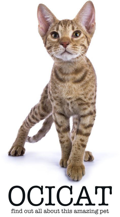 ocicat Most Expensive Cats Breeds, Cat Breeds Ragdoll, Cat That Looks Like A Leopard, Pharaoh Cat Breed, Large Domestic Cat Breeds, Cat Diseases, Ragdoll Cat Breed, Best Cat Breeds, Large Cat Breeds