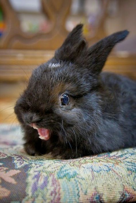 Space Bunny, Rabbit Black, Bunny Care, Cute Bunny Pictures, Funny Rabbit, Black Bunny, Black Rabbit, Bunny Pictures