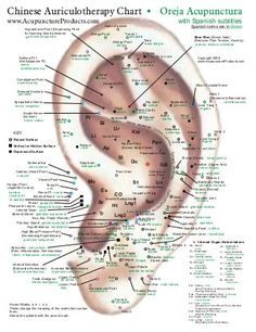 05 03 08 chinese ear points www.gftaognosticaespiritual.org Ear Acupuncture Points, Ear Pressure Points, Ear Acupressure Points, Acupuncture Charts, Acupuncture Points Chart, Ear Reflexology, Ear Acupuncture, Healthy Holistic Living, Reflexology Chart