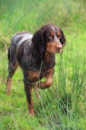 Picardy Spaniel : France Dogs For Apartments, Unique Dog Breeds, Rare Dog Breeds, Breeds Of Dogs, Disabled Dog, Rare Dogs, Dog Poses, Bird Dogs, Sporting Dogs