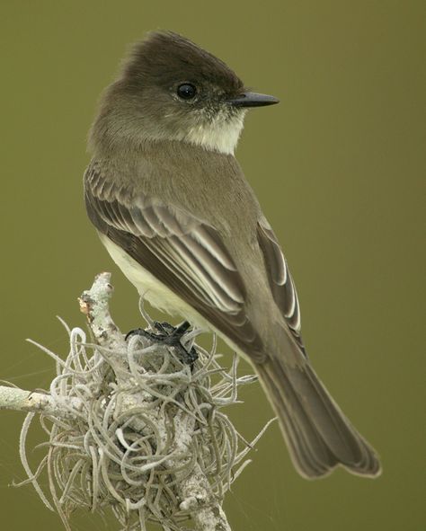 Eastern Phoebe | Audubon Field Guide Eastern Phoebe, Phoebe Bird, Boho Birds, Bird Feeding, Lake County, August 31, Backyard Birds, Bird Pictures, Birds Tattoo