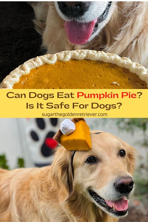 Dog Pumpkin Pie, Canned Pumpkin For Dogs, Pie For Dogs, Can Dogs Eat Pumpkin, Thanksgiving Dog Treats, Mini Pumpkin Pies Recipe, Traditional Holiday Desserts, Pumpkin Pie Ingredients, Dog Pumpkin