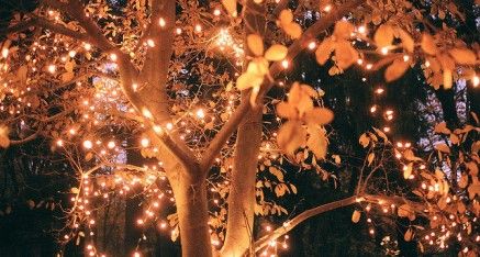 night Christmas Songs Playlist, Fairy Lights In Trees, Best Christmas Songs, Behind Blue Eyes, All Of The Lights, Midsummer Nights Dream, Pretty Lights, Tree Lighting, Twinkle Lights