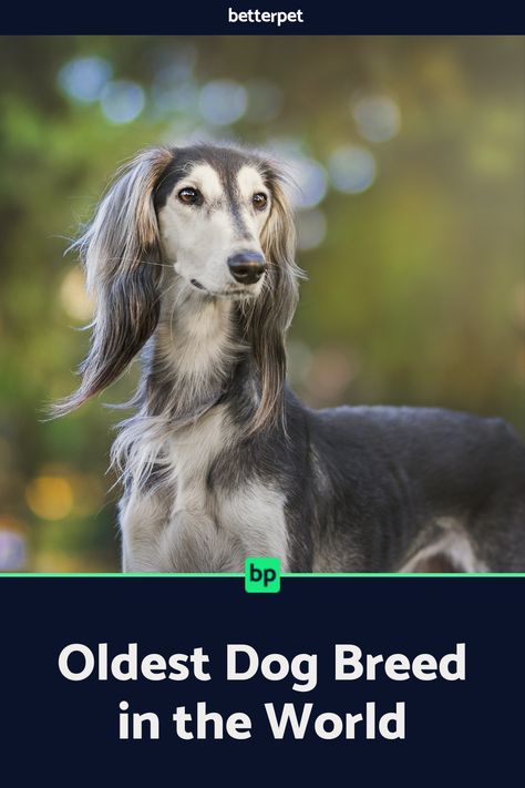 Learn more about the ancient breeds that gave rise to the popular dog breeds of today. Ancient Dogs, Ancient Dog Breeds, Popular Dog Breeds, Afghan Hound, Modern Dog, Popular Dog, Old Dogs, Dog Breed, Dog Breeds