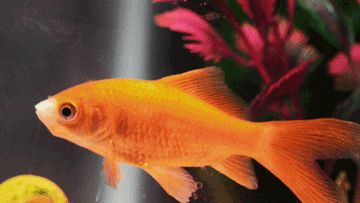 Goldfish gif! Goldfish Gif, Swimming Gif, Sensory Gifs, Icon Gif, Fish Bowl, Goldfish, Fish Pet, Street Art, Bali