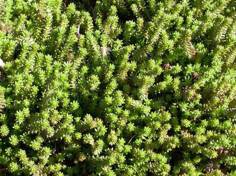 Sedum album 'Murale' Sedum Ground Cover, Sedum Stonecrop, Sedum Garden, Drought Tolerant Perennials, Small Yellow Flowers, Rock Garden Plants, Succulent Garden Diy, Shade Flowers, Garden Help