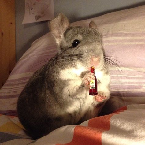 Just one more for the road... Chin Chilla, Pet Chinchilla, Chinchilla Cute, Chinchilla Pet, Chinchilla Fur, Cute Small Animals, Chinchillas, Super Cute Animals, Animal Fashion