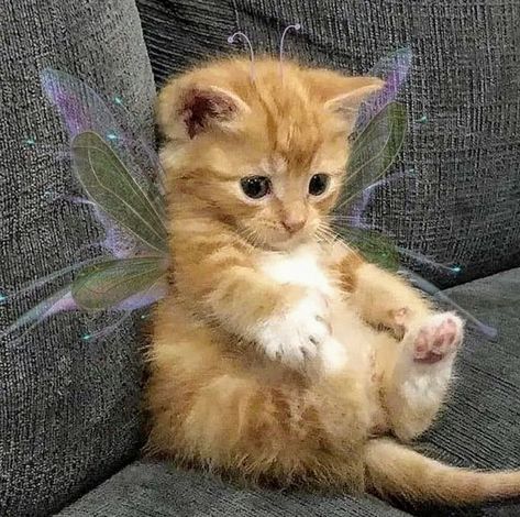 Cute Orange Kitten, 3 Cute Cats, Fairy Pets, Cats With Wings, Fairy Kitty, Twitch Aesthetic, Animal Pfps, Fairy Kitten, Fairy Cats