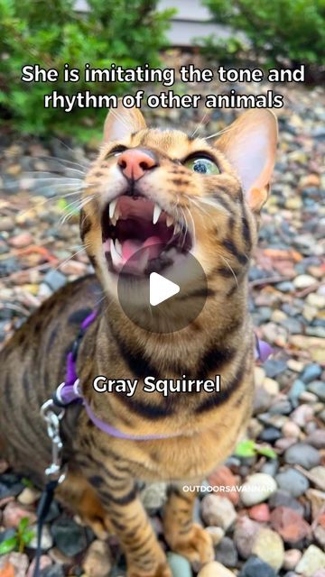 Raja and David on Instagram: "Cat mimicking bird and squirrel sounds is a hunting behavior #outdoorsavannah" Squirrel Sound, Animal Voice Overs, Cat Sounds, Cat Behavior Explained, Animal Jam Memes, Cat Behaviours Explained, Funny Cat Photos, Cat Photos, Cats Funny