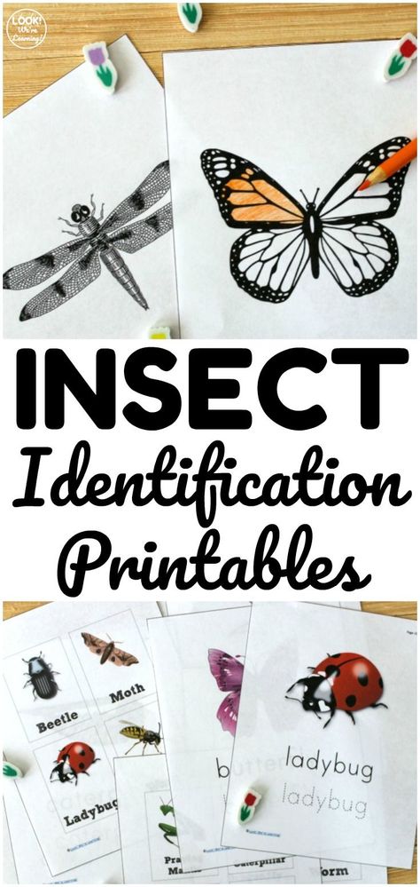 Learn about common insect species in your area with these printable bug identification worksheets! Great for a simple biology lesson at home! Bug And Insect Activities, Insects Activities, Bug Identification, Insect Study, Fun Summer Activities For Kids, Insect Identification, Spring Worksheets, Nature Lessons, Spring Worksheet