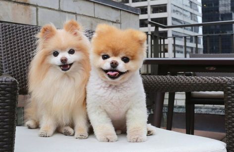 Lego Dog, Boo Dog, World Cutest Dog, The Foggy Dog, Boo The Dog, Stop Dog Barking, Abs Cbn, Famous Dogs, Pomeranian Dog