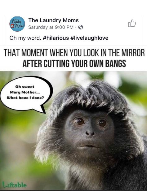 Bangs, cut your own bangs, cut your hair, hair jokes, mirror, expression, funny expression Laugh At Yourself Quotes, Hairstylist Humor, Hair Quotes Funny, Sick Humor, Hair Quotes, Funny Animal Quotes, Funny Cartoon Quotes, Laugh At Yourself, Funny Picture Quotes