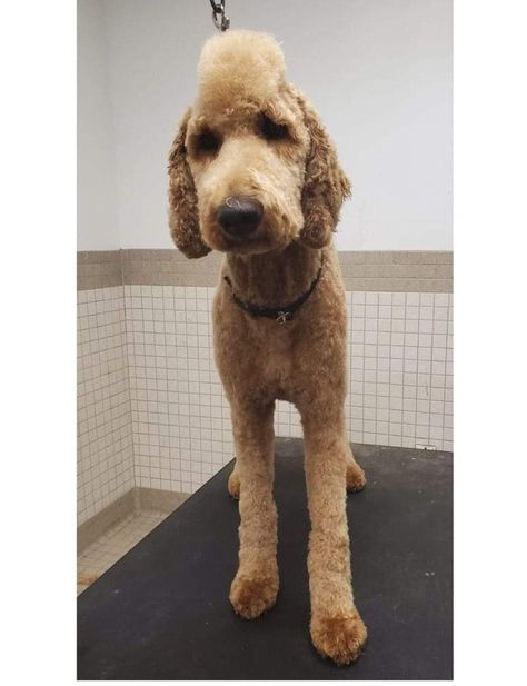 Golden Doodle Mohawk Haircut, Goldendoodle Haircuts Mohawk, Golden Doodle Mohawk, Goldendoodle Mohawk, Doodle Summer Cut, Doodle Mohawk Haircut, Dog Mohawk, Doodle Haircuts, Doodle Cuts