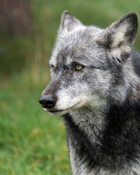 It's nearly 2 months since I took this shot, so I may have got it wrong, but I think this is Mosi, a female Northwestern wolf.  Taken on a photography day at the UK Wolf Conservation Trust in Berkshire. Northwestern Wolf, Team Wolf, Wolf Therian, Wolf Poses, Funny Wolf, Wolf World, Wolf Husky, Wolf Photography, Wolf Stuff