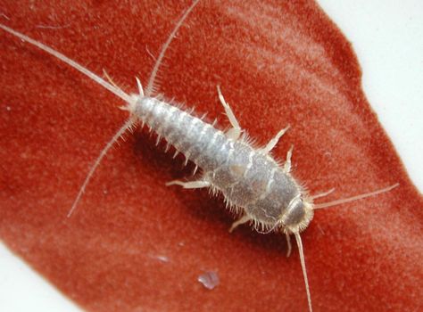 GardenSmart :: ARTICLES :: Silverfish Destroy in the Dark Get Rid Of Silverfish, Box Elder Bugs, Clean Burnt Pots, Natural Bathroom Cleaner, Spider Killer, Ways To Save Water, Homemade Fabric Softener, Beetle Tattoo, Epson Salt