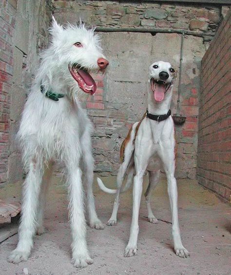 GALGOS AND PODENCOS « PRO-GALGO UK & USA Sight Hounds, Hounds Of Love, Ibizan Hound, Street Dogs, Irish Wolfhound, Airedale Terrier, Tiny Dogs, Italian Greyhound, Happy Days