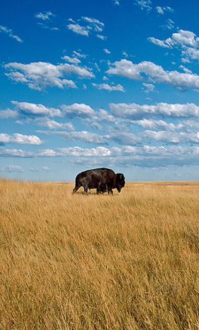 Buffalo On Prairie, Great Plains, South Dakota Great Plains Aesthetic, Plains Aesthetic, Magician Tattoo, Oklahoma Mountains, Wyoming Wildlife, Kansas Landscape, Bison Silhouette, Prairie Aesthetic, Bison Tattoo