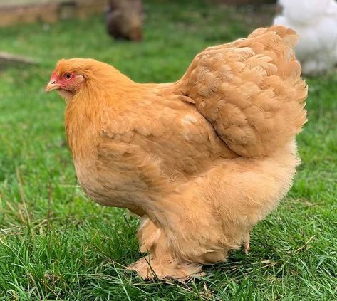 Buff Cochin Chickens, Cochin Chickens, Bantam Chickens, Family Tree Frame, Egg Laying Chickens, Chinese Chicken, Mini Farm, Chicken Breeds, Coop