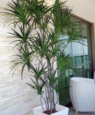 Como cuidar de uma Dracena - Luz, rega, poda... Artificial Garden Plants, Grass Backdrops, Indoor Plants Low Light, Artificial Plant Arrangements, Garden Privacy Screen, Artificial Plants Decor, Artificial Plants Indoor, Artificial Plant Wall, Artificial Plants And Trees