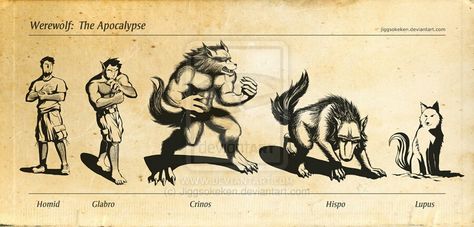 Different types of werewolves Pathfinder Rpg Characters, Wolf People, Werewolf Stories, Werewolf Aesthetic, Facebook Cover Photo, Apocalypse Art, Werewolf Art, Canine Art, Wolf Drawing