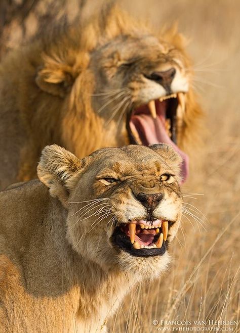 African Lodges, Africa Holiday, Game Reserve South Africa, Two Lions, Ketel One, Wild Animals Photography, Lion Photography, African Theme, Lion And Lioness