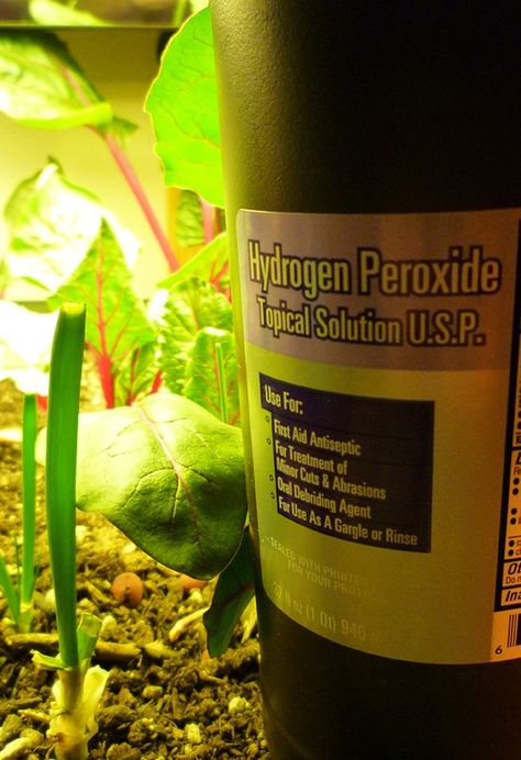 Hydrogen Peroxide for Plants: Natural pesticide, soil aerator and water cleanser Peroxide For Plants, Hydrogen Peroxide For Plants, Natural Pesticides, Sprouting Seeds, Hydrogen Peroxide, Unique Gardens, Garden Pests, Veggie Garden, Back To Nature