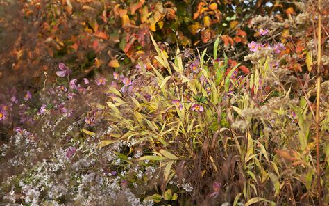 Chasmanthium latifolium – Dig Delve – An online magazine about gardens, landscape, growing & making. Chasmanthium Latifolium, Dan Pearson, Shoal Of Fish, Anemone, Online Magazine, Bright Green, Backyard Garden, Trees To Plant, Design Inspo